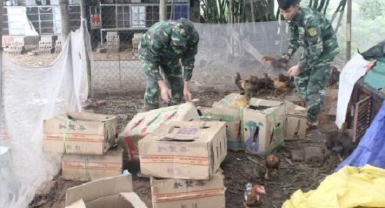 Quảng Ninh: Bắt giữ và tiêu hủy 150 kg gà thịt không rõ nguồn gốc - Hình 1