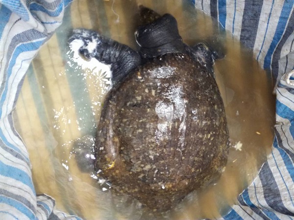 Hà Nam: Ngư dân bắt được ba ba “khủng” nặng 22 kg - Hình 1