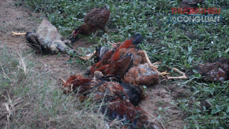 Đồng Nai: Thực hiện cưỡng chế thu hồi đất - Bài 2: Lạm dụng chức quyền?