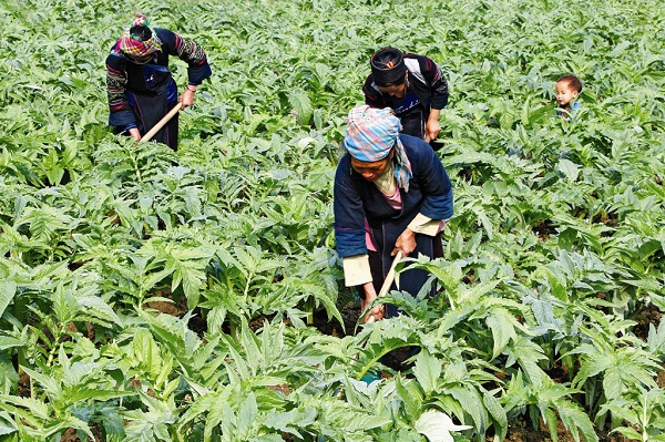 Việt Nam nhập khẩu 80% dược liệu - Hình 2