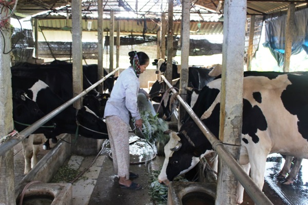 Vĩnh Phúc: Phát triển sản phẩm nông nghiệp phục vụ ngành du lịch - Hình 1