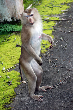 Hạ Long: Tổ chức thả một cá thể khỉ đuôi lợn về môi trường sống tự nhiên - Hình 1