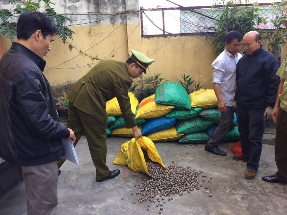 Quảng Ninh: Tiêu hủy 1 tấn sò không rõ nguồn gốc - Hình 1