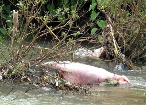 Hơn 300 bao tải chứa xác lợn chết trôi trên sông Phó Đáy - Hình 1