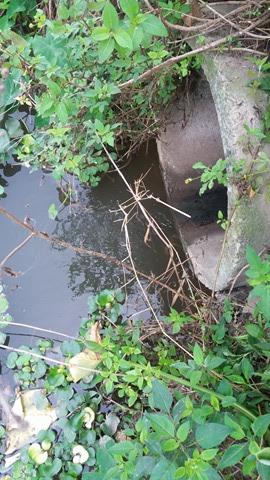 Vụ xả thải ra môi trường huyện Tiên Lãng (Hải Phòng): Sở TN&MT vẫn “ ỳ ạch” xác minh