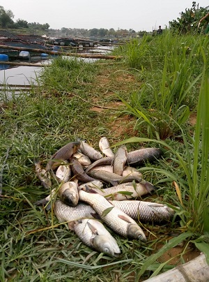 Thừa Thiên Huế: Thủy điện không xả nước, cá nuôi lồng của người dân chết hàng loạt - Hình 1