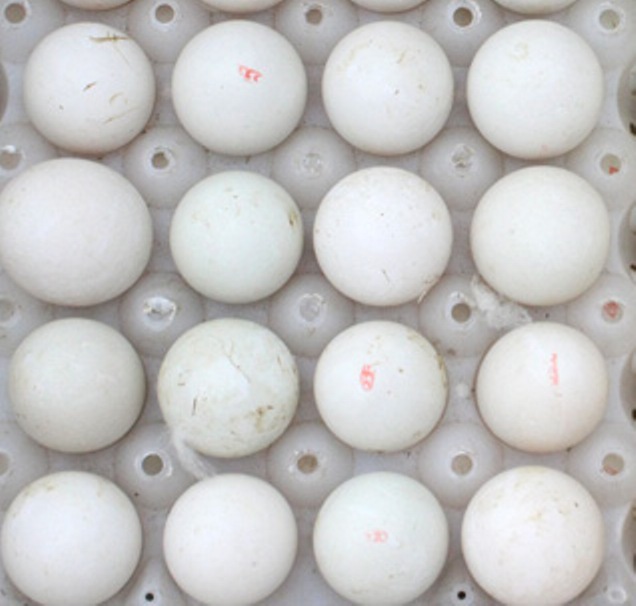 Đồn Biên phòng Bắc Sơn: Bắt giữ 24.000 quả trứng gà nhập lậu - Hình 2