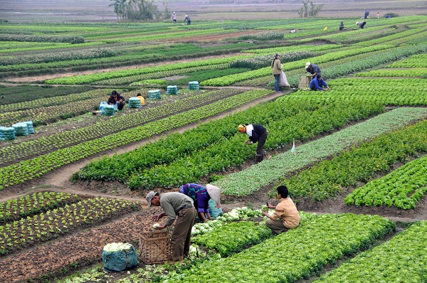 Cải cách nông nghiệp là then chốt để Việt Nam thúc đẩy tăng trưởng - Hình 1