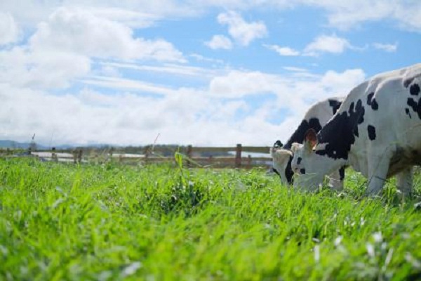 Organic–Xu hướng sống xanh khởi nguồn từ ly sữa hữu cơ - Hình 4