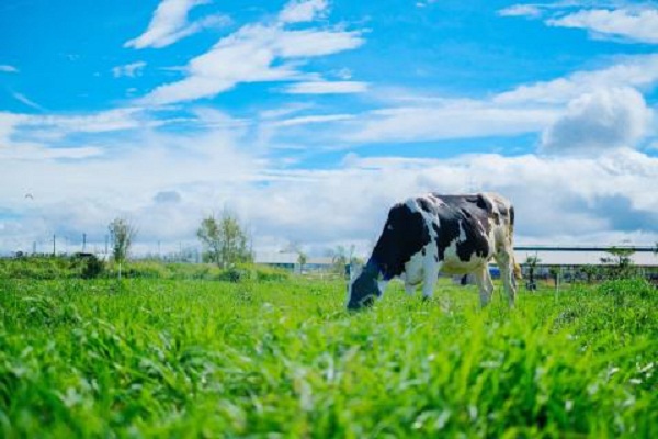Organic–Xu hướng sống xanh khởi nguồn từ ly sữa hữu cơ - Hình 5