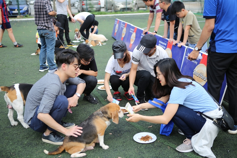 Cuộc đua Beagle kỳ thú - Hình 1