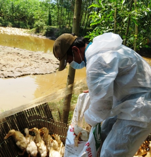 Thừa Thiên-Huế: Tiêu hủy hơn 6500 con vịt nhiễm cúm A/H5N6 - Hình 1