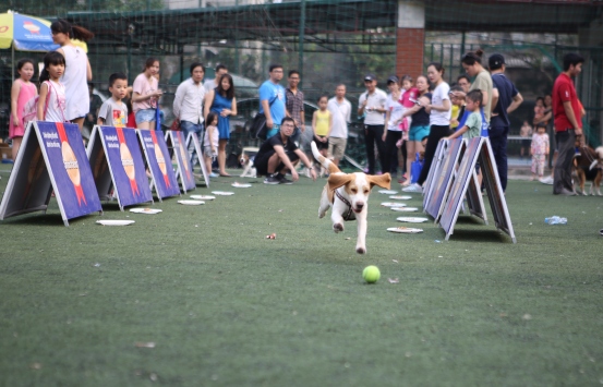 Cuộc đua Beagle kỳ thú - Hình 2