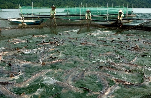 Bộ NN&PTNT: Phê duyệt kế hoạch giám sát dịch bệnh thủy sản phục vụ xuất khẩu