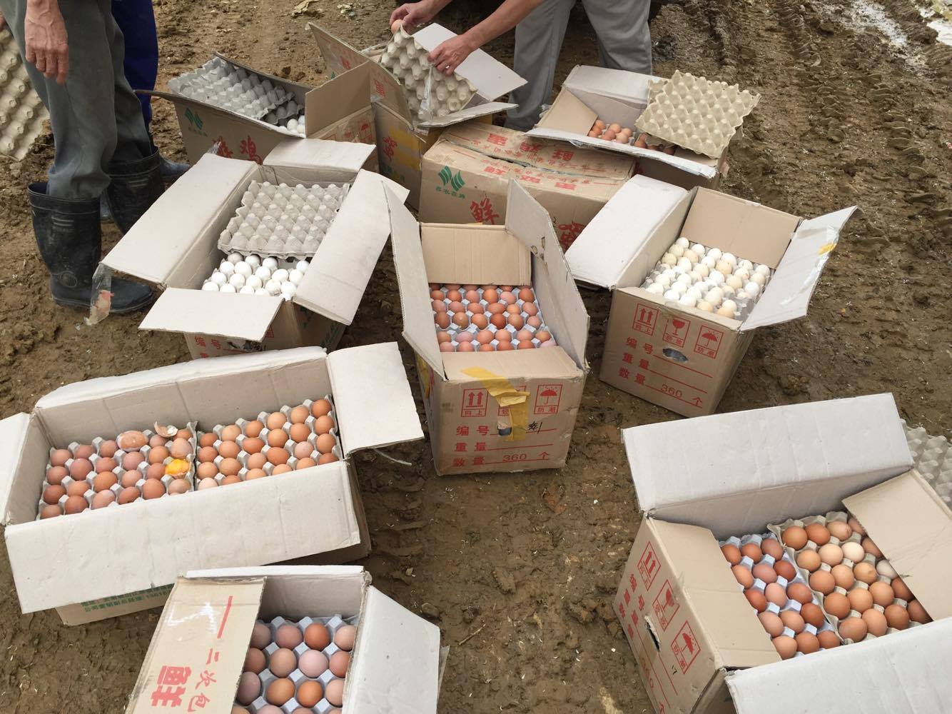 Lào Cai: Bắt giữ hai vụ vận chuyển cá tầm, trứng gà nhập lậu