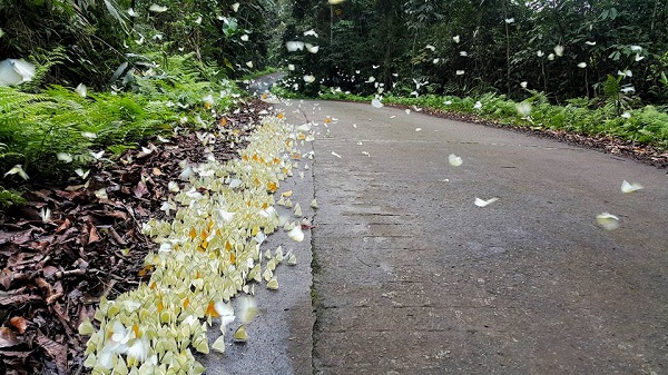 Hàng triệu cánh bướm phủ kín rừng Cúc Phương - Hình 2