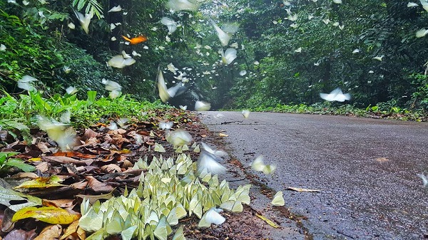 Hàng triệu cánh bướm phủ kín rừng Cúc Phương - Hình 3