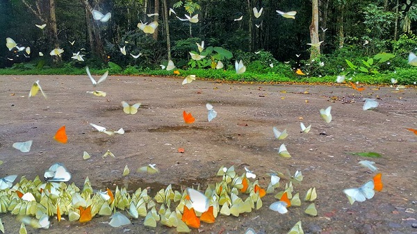Hàng triệu cánh bướm phủ kín rừng Cúc Phương - Hình 5