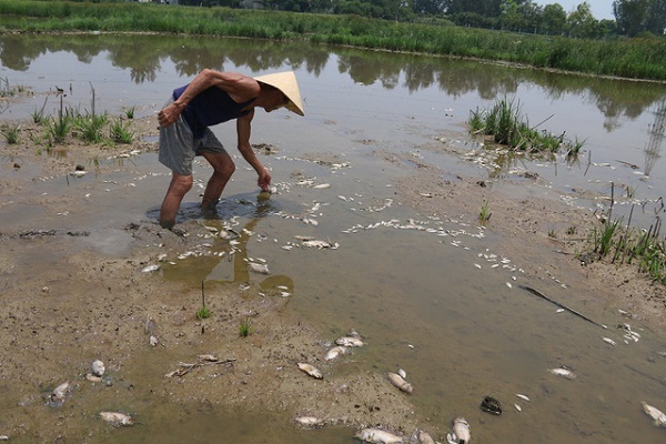 Xử phạt gần 100 triệu đồng công ty xả thải gây cá chết hàng loạt ở Đà Nẵng - Hình 1