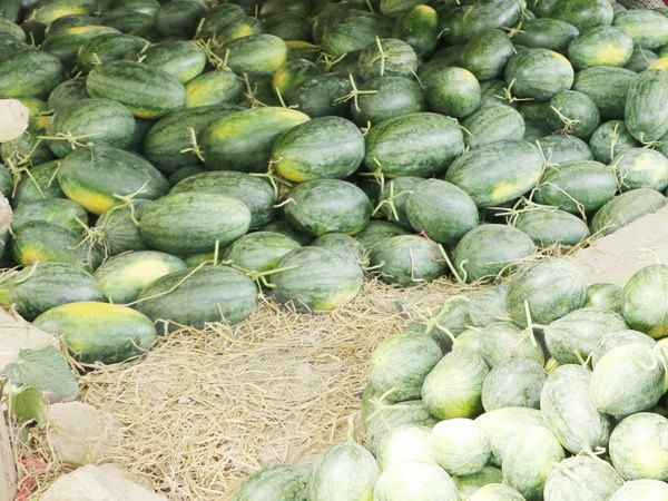 Một số thông tin về tình hình sản xuất, tiêu thụ dưa hấu tại thị trường Trung Quốc