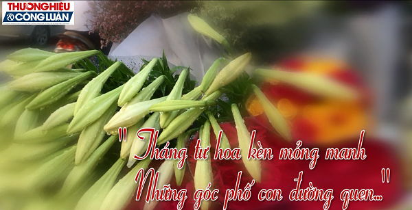 Rộn ràng hương sắc hoa loa kèn trên phố