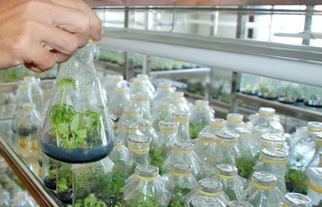 Phê duyệt Kế hoạch phát triển công nghiệp sinh học đến năm 2030