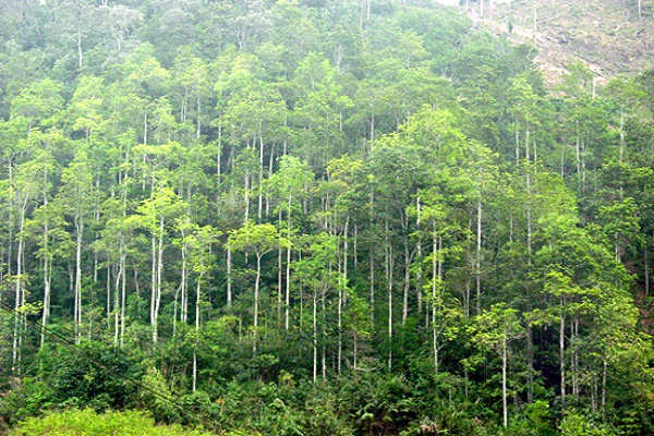 Hà Nội: 4 tháng đầu năm, xử lý 26 vụ việc vi phạm Luật Bảo vệ và phát triển rừng - Hình 1