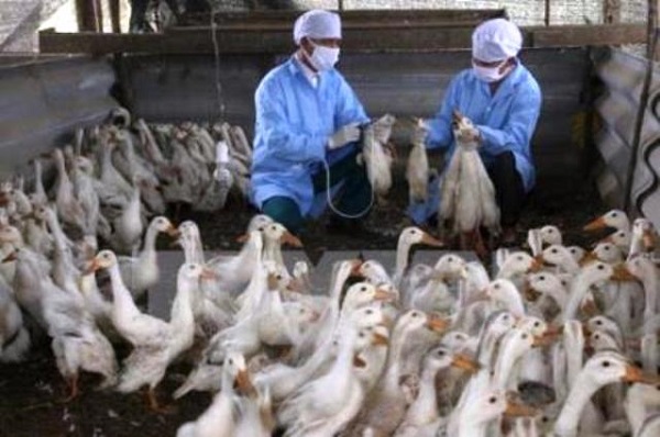 Đắk Lắk tiêu hủy 3.565 con vịt, gà bị cúm H5N1 dịp nghỉ lễ 30/4 và 1/5 - Hình 1