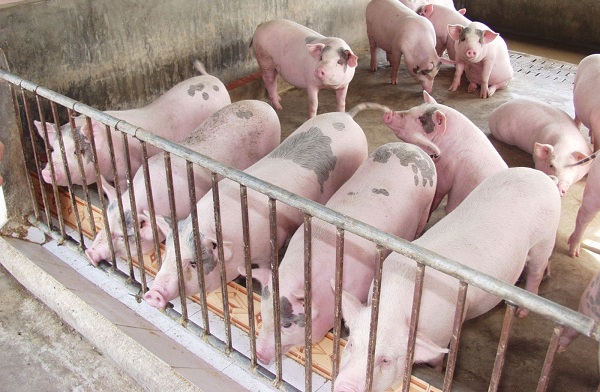 Hà Tĩnh đề nghị Formosa hỗ trợ tiêu thụ thịt lợn cho người dân - Hình 1