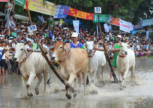 Về An Giang thưởng thức Lễ hội đua bò Bảy Núi độc đáo
