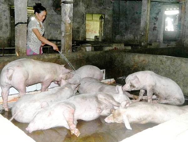 Hà Tĩnh: Rớt giá thê thảm, người chăn nuôi lợn đang phá sản - Hình 1