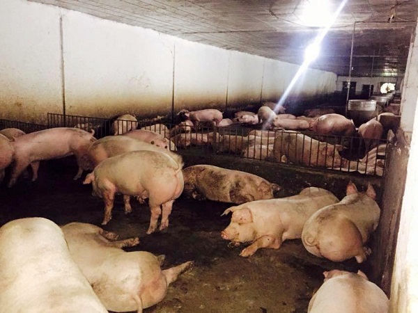 Hà Tĩnh: Rớt giá thê thảm, người chăn nuôi lợn đang phá sản - Hình 2