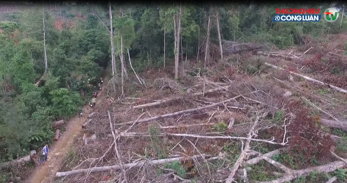 Rừng Đắk Nông bị triệt phá: Trách nhiệm thuộc về ai?