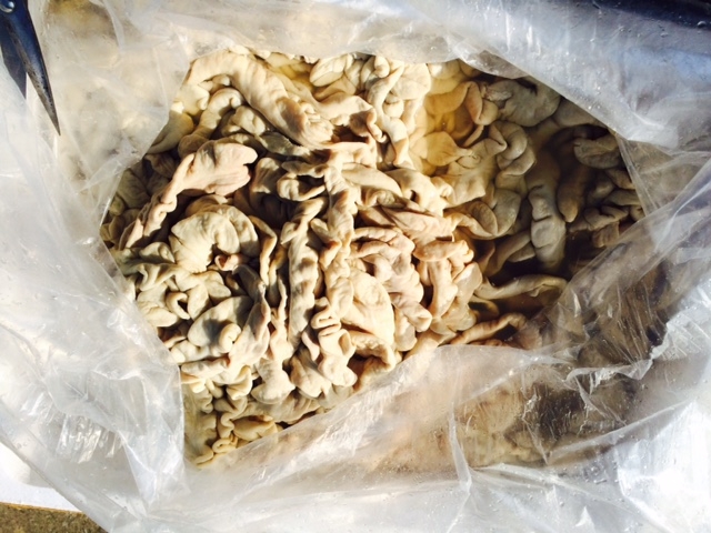 Bắt giữ ô tô tải vận chuyển 1600 kg nội tạng động vật trái phép