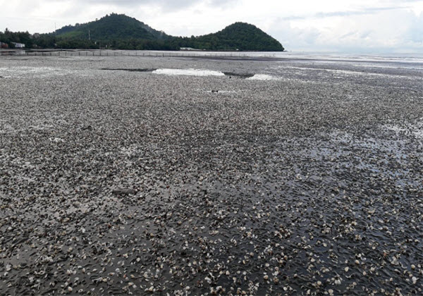 Kiên Giang: Hàm lượng amoni vượt tiêu chuẩn tại khu vực hải sản chết hàng loạt - Hình 1