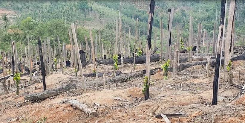Vụ rừng Đắk Nông bị triệt phá: Đình chỉ công tác 3 cán bộ kiểm lâm thiếu trách nhiệm - Hình 11