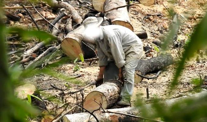 Vụ rừng Đắk Nông bị triệt phá: Đình chỉ công tác 3 cán bộ kiểm lâm thiếu trách nhiệm - Hình 9