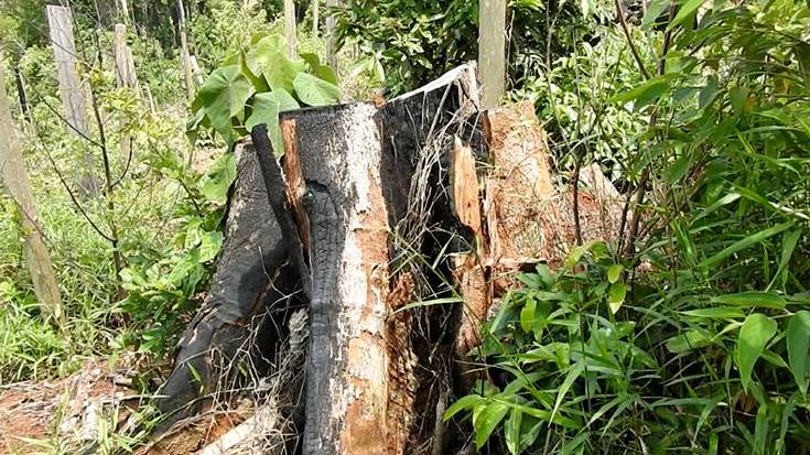 Vụ rừng Đắk Nông bị triệt phá: Đình chỉ công tác 3 cán bộ kiểm lâm thiếu trách nhiệm - Hình 5