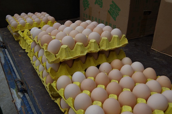 Lào Cai: Bắt vụ vận chuyển 24 nghìn quả trứng gia cầm lậu - Hình 2