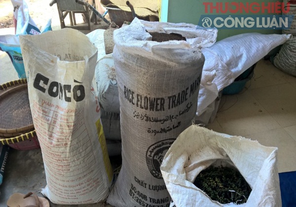 Phân bón giả “tung hoành” - Bài 2: Tiêu chết hàng loạt ở Đắk Nông, nghi do phân bón