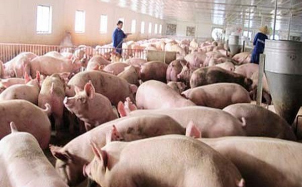 Hơn 200.000 tấn thịt lợn đã được “giải cứu” - Hình 1