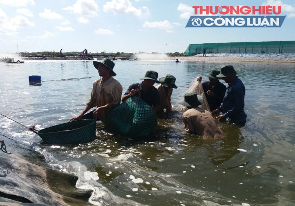 ĐBSCL: Ngành tôm đối mặt với nhiều thách thức