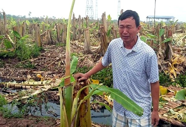 Hải Phòng: Cần xử lý nghiêm hành vi chặt phá hơn 2.000 cây chuối trong đêm