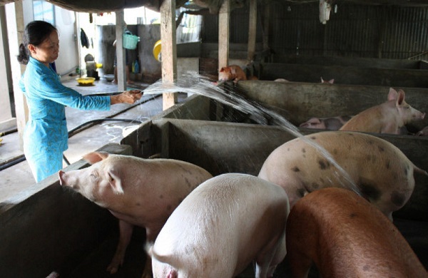 Ngân hàng giãn thời hạn trả nợ đối với các hộ nuôi lợn - Hình 1