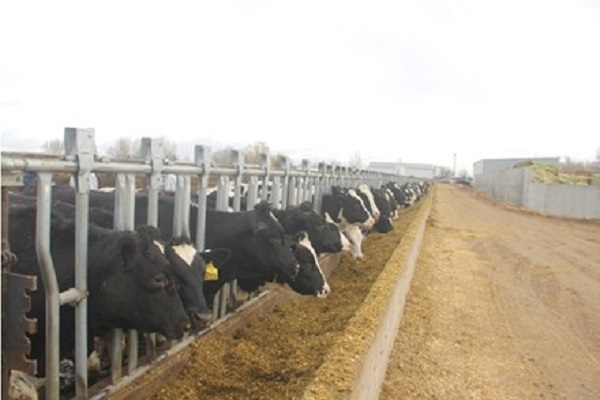 Vinamilk nhập hơn 2.000 bò sữa cao sản từ Mỹ - Hình 2