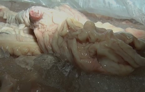 Thừa Thiên-Huế: Bắt giữ 3,5 tấn nội tạng bốc mùi hôi thối