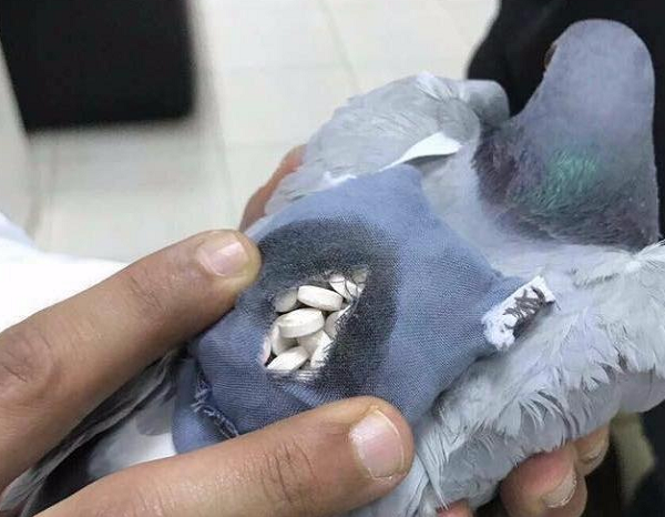 Hải quan Kuwait: Bắt được con chim bồ câu đang vận chuyển 178 viên ma túy - Hình 2