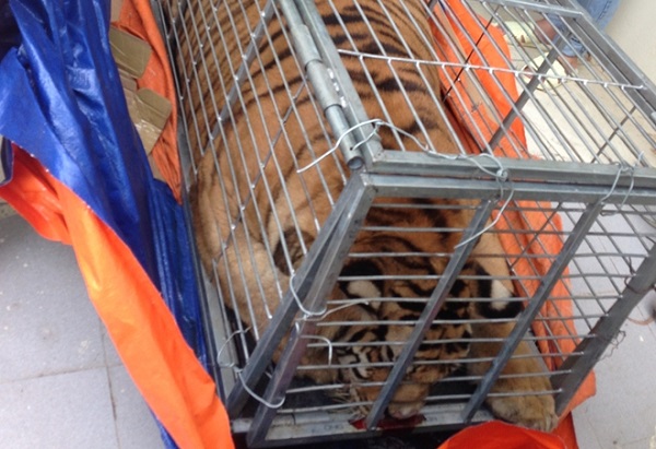 Hà Nội: Phá đường dây buôn bán, vận chuyển trái phép hổ để nấu cao