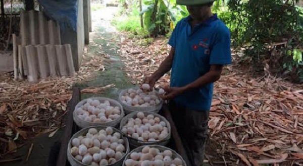 Giá trứng gà rớt mạnh sau giải cứu thịt heo - Hình 1