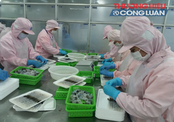 Bạc Liêu: Kiên quyết loại bỏ tình trạng bơm chích tạp chất và mua bán tôm tạp chất - Hình 1